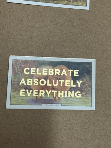 CELEBRATE ABSOLUTELY EVERYTHING