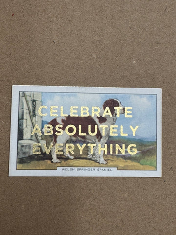 CELEBRATE ABSOLUTELY EVERYTHING