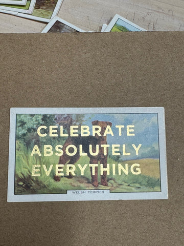CELEBRATE ABSOLUTELY EVERYTHING